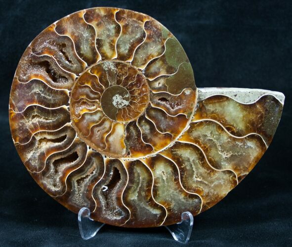 Beautiful Split Ammonite (Half) #5500